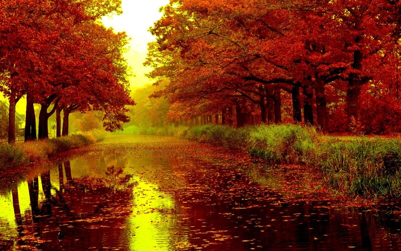 Autumn Trees Along Canal — Red, Serene, Photograph, Leaves