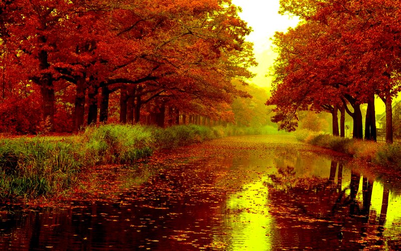 Autumn Trees Along Canal — Red, Serene, Photograph