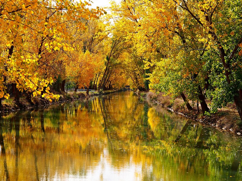 Autumn Trees Along Canal — Yellow
