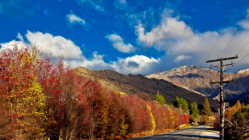 Autumn Trees Along Mountain Road