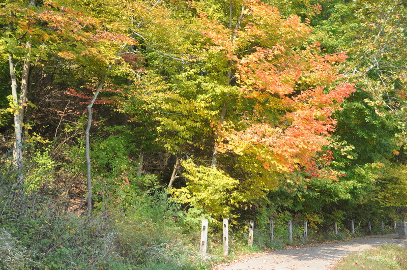 Autumn Trees Along Path