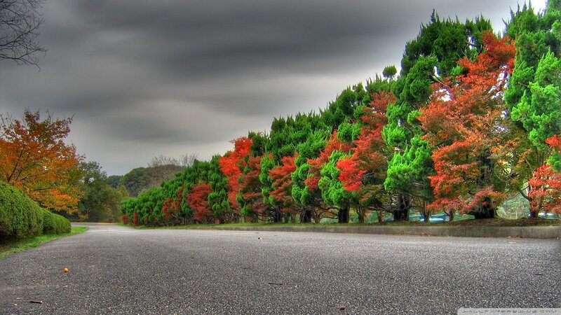 Autumn Trees Along Road — Green