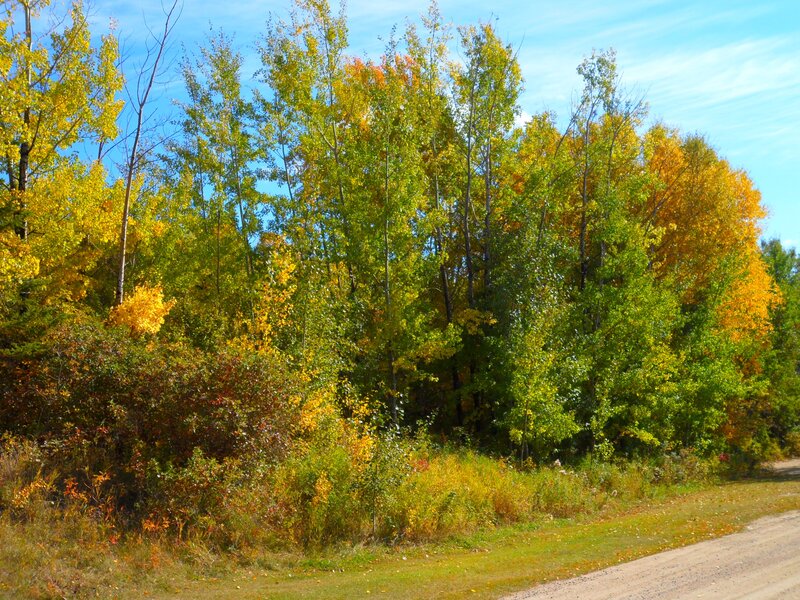 Autumn Trees Along Road