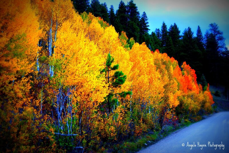 Autumn Trees Along Road — Yellow, Dramatic