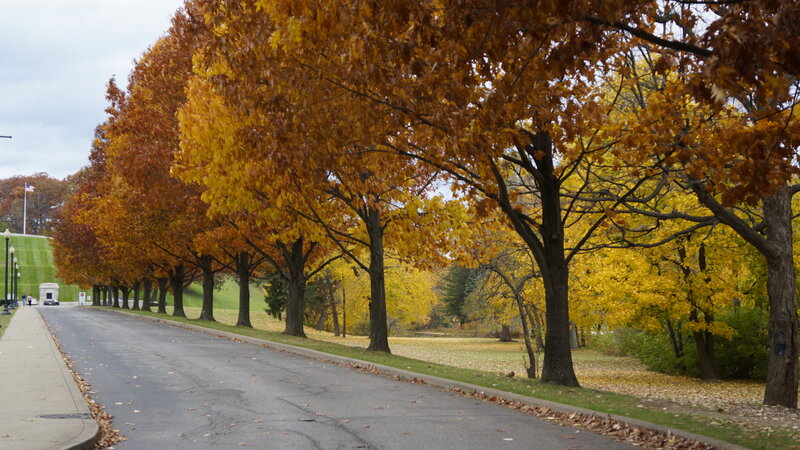 Autumn Trees Along Road — Yellow, Serene