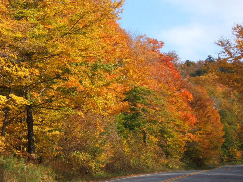 Autumn Trees Along Road — Yellow