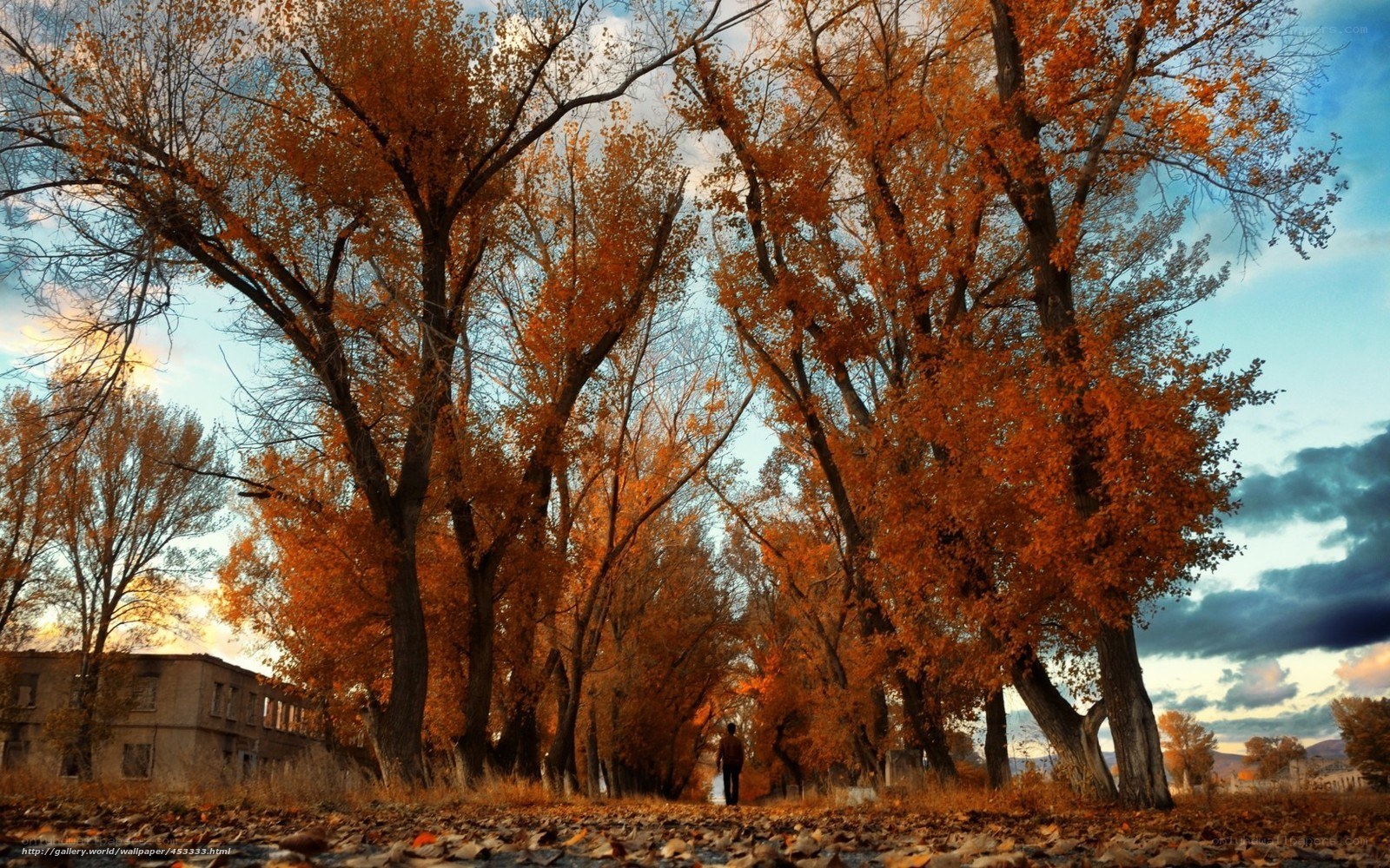 Autumn trees and a lone figure