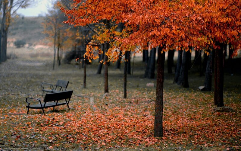 Autumn Trees and Benches — Orange