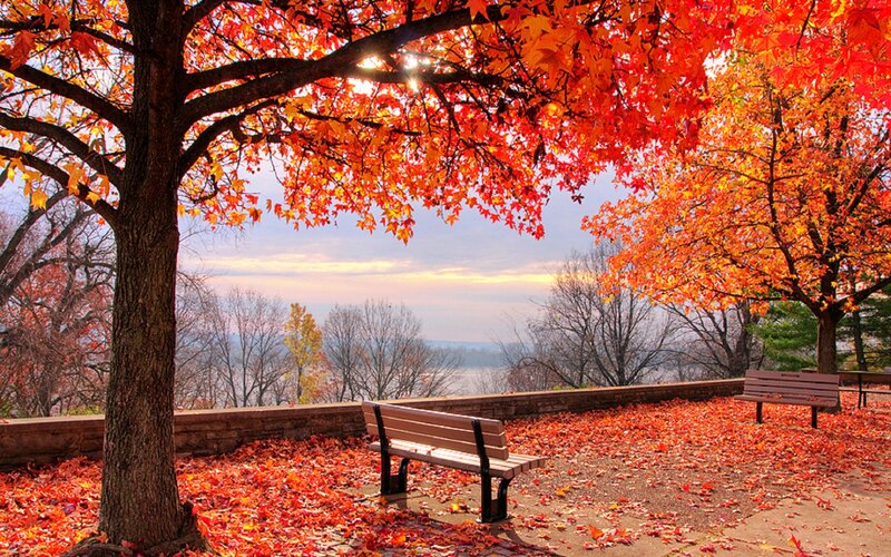 Autumn Trees and Benches