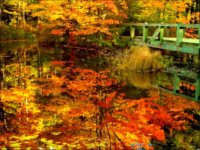 Autumn Trees and Bridge — Orange