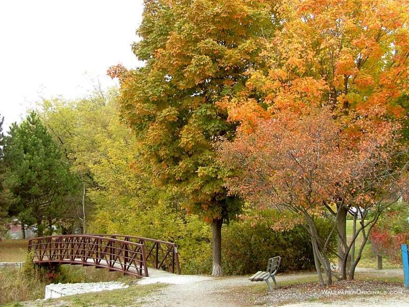 Autumn Trees and Bridge