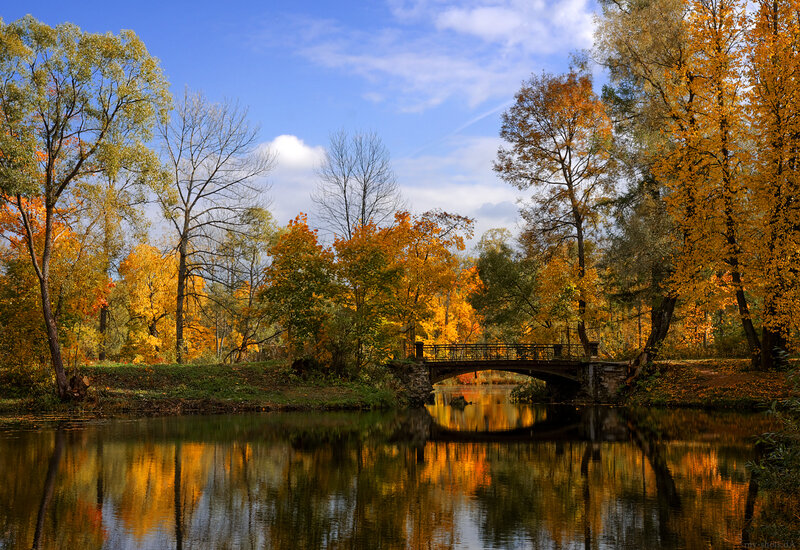 Autumn Trees and Bridge — Yellow, Serene