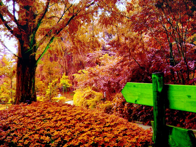 Autumn Trees and Bush