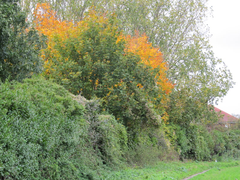 Autumn Trees and Bushes — Green