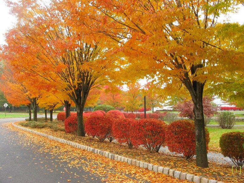 Autumn Trees and Bushes