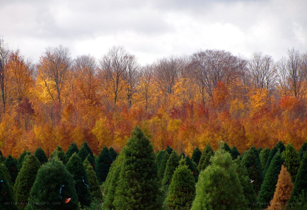 Autumn trees and evergreens