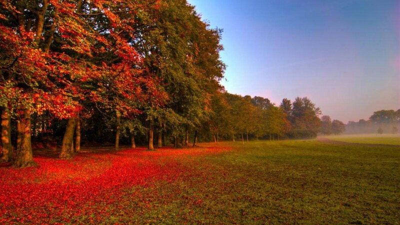Autumn Trees and Fallen Leaves — Red