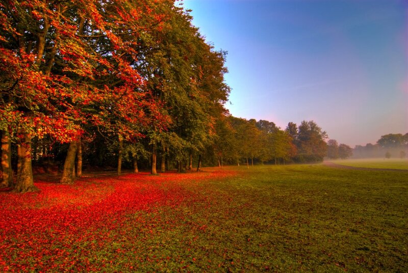 Autumn Trees and Fallen Leaves