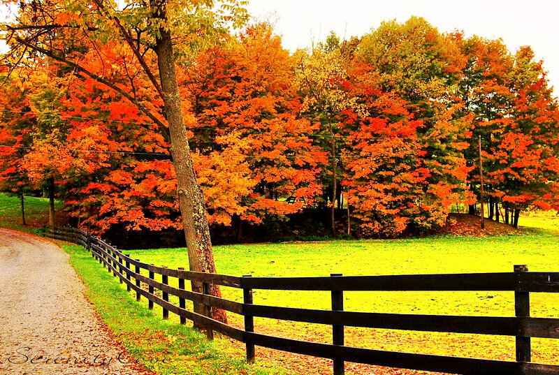Autumn Trees and Fence — Orange, Serene