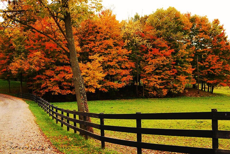 Autumn Trees and Fence — Orange