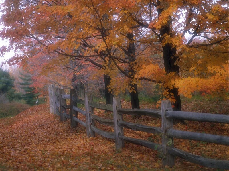 Autumn Trees and Fence