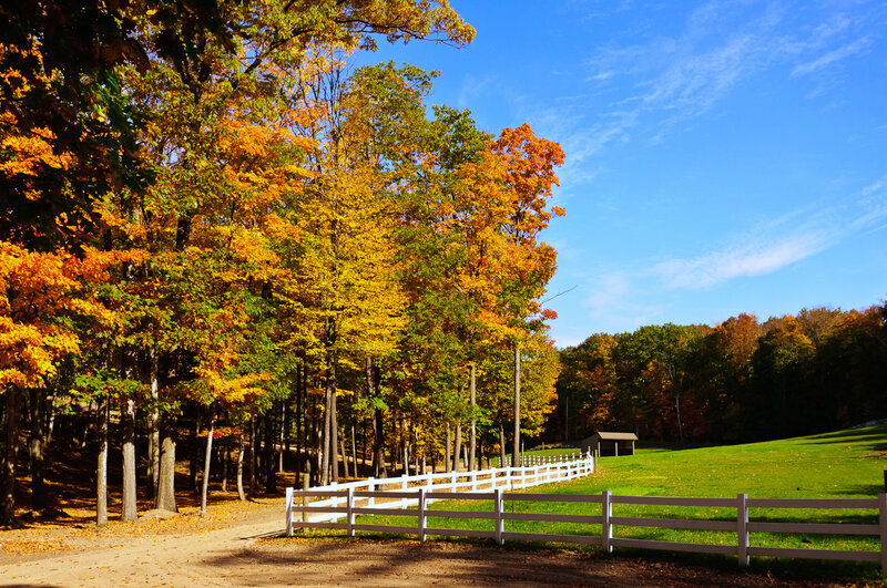 Autumn Trees and Fence — Yellow, Serene