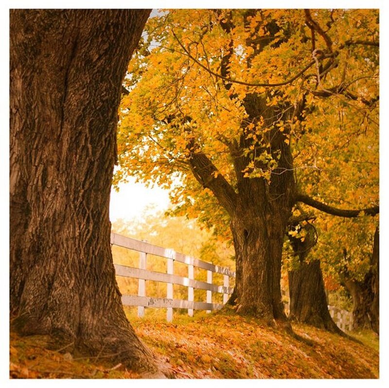 Autumn Trees and Fence — Yellow