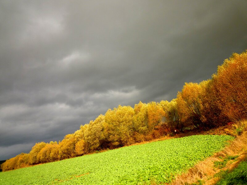 Autumn Trees and Field