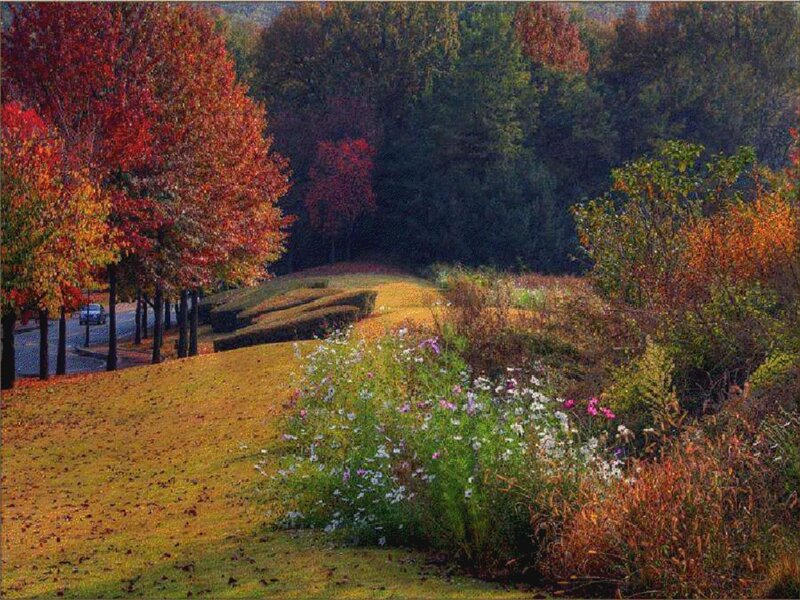 Autumn Trees and Flowers