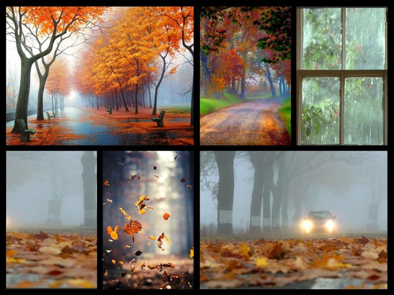 Autumn Trees and Fog