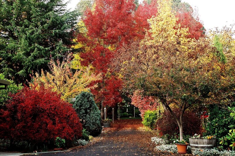 Autumn Trees and Foliage