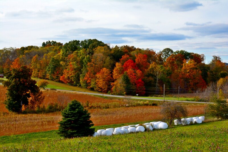 Autumn Trees and Hay Bales