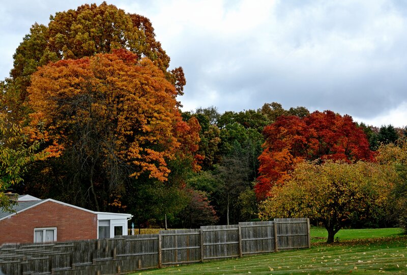 Autumn Trees and House — Orange