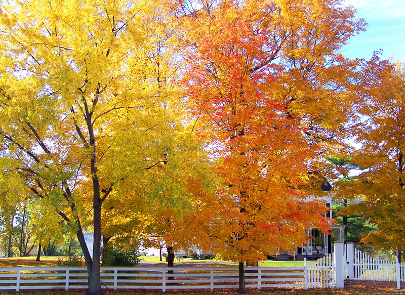 Autumn Trees and House — Yellow
