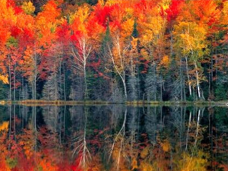 Autumn Trees and Lake — Red, Serene
