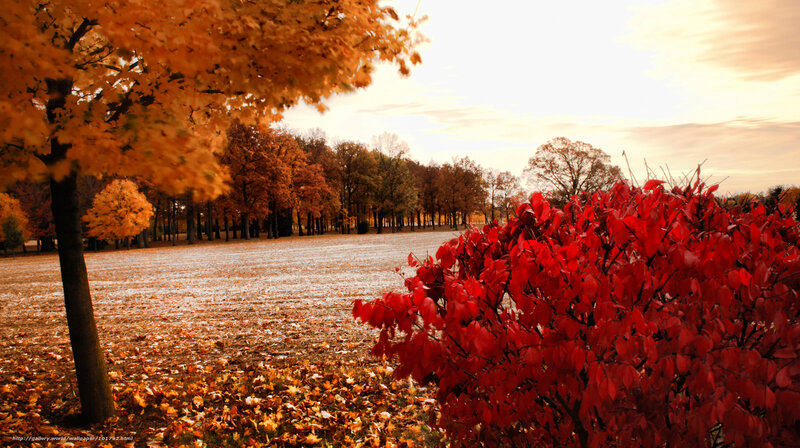 Autumn Trees and Leaves — Orange, Serene, Photograph, Field