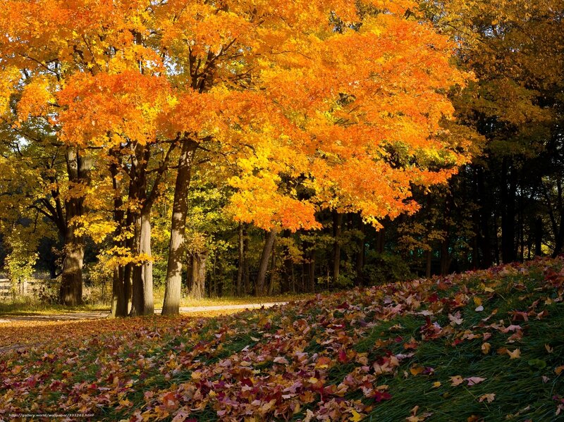 Autumn Trees and Leaves — Orange, Serene, Photograph, Path, Grass