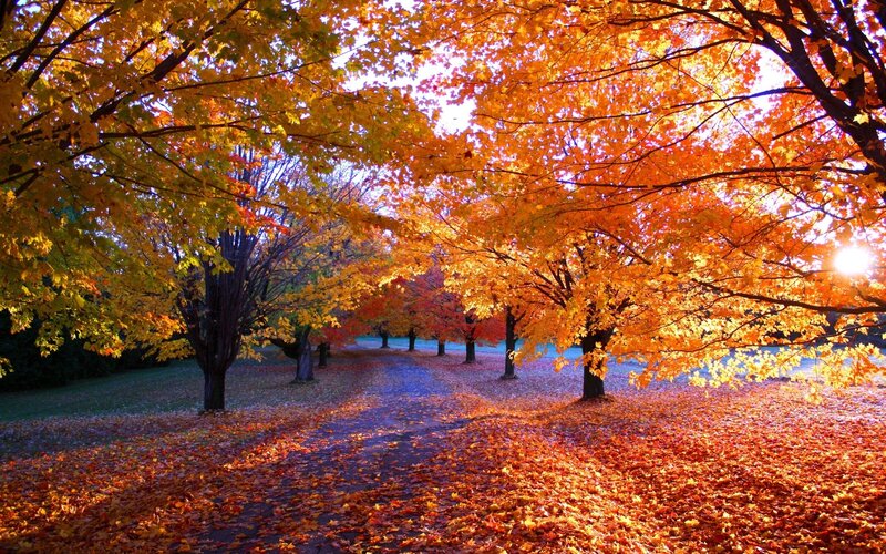 Autumn Trees and Leaves — Orange, Serene, Photograph, Path