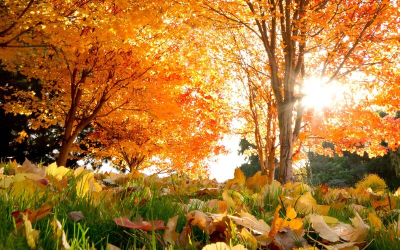 Autumn Trees and Leaves — Orange, Serene