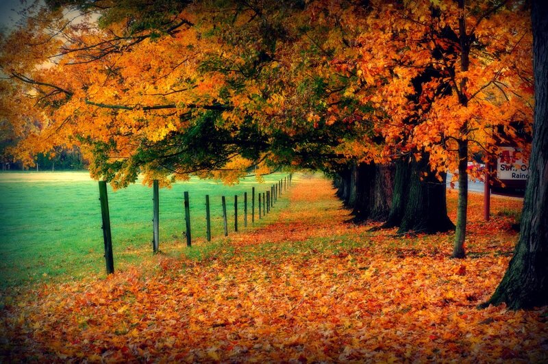 Autumn Trees and Leaves — Orange
