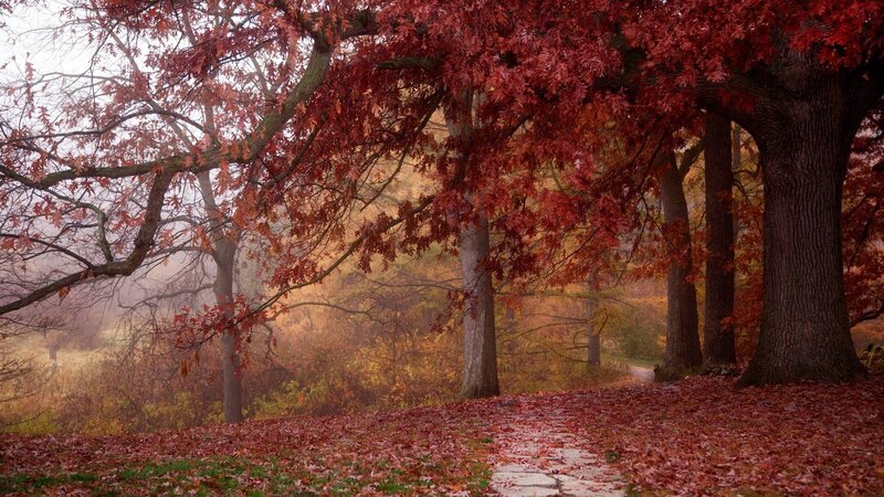 Autumn Trees and Leaves — Red, Serene, Photograph, Path