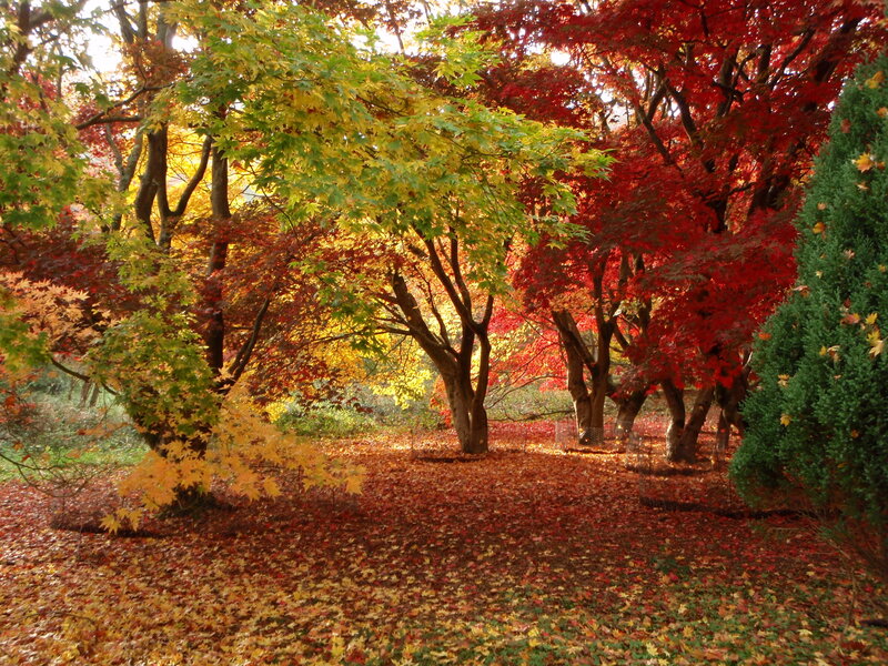 Autumn Trees and Leaves — Red, Serene, Photograph