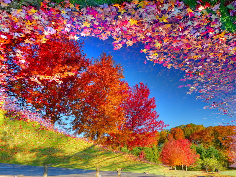 Autumn Trees and Leaves — Red, Serene