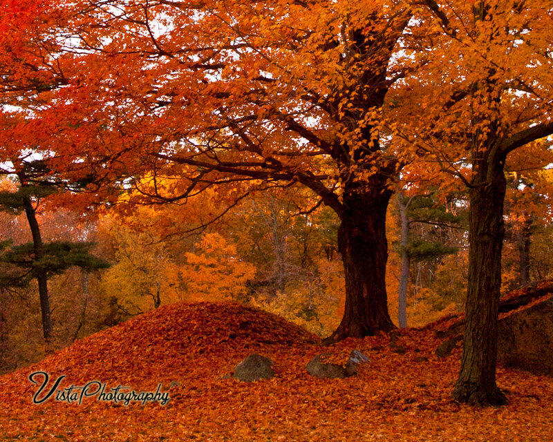 Autumn Trees and Leaves