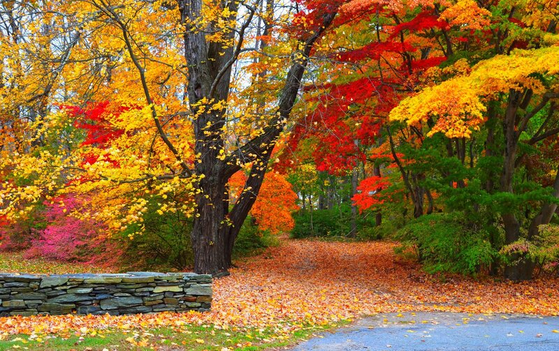 Autumn Trees and Leaves — Yellow, Serene