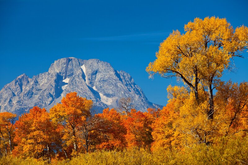 Autumn Trees and Mountain — Blue, Serene, Photograph