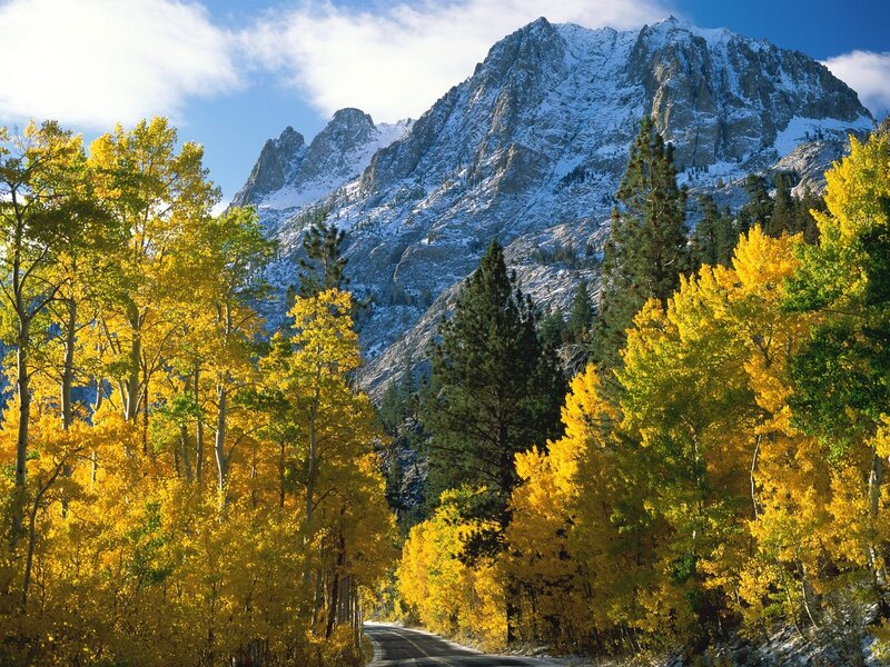 Autumn Trees and Mountain — Yellow