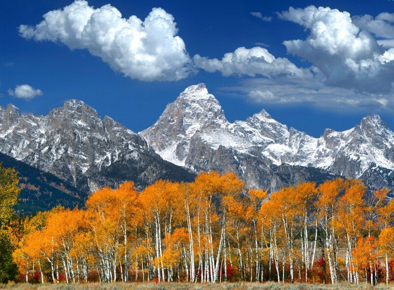 Autumn Trees and Mountains — Orange, Serene