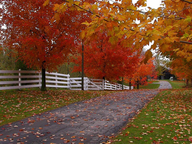 Autumn Trees and Path