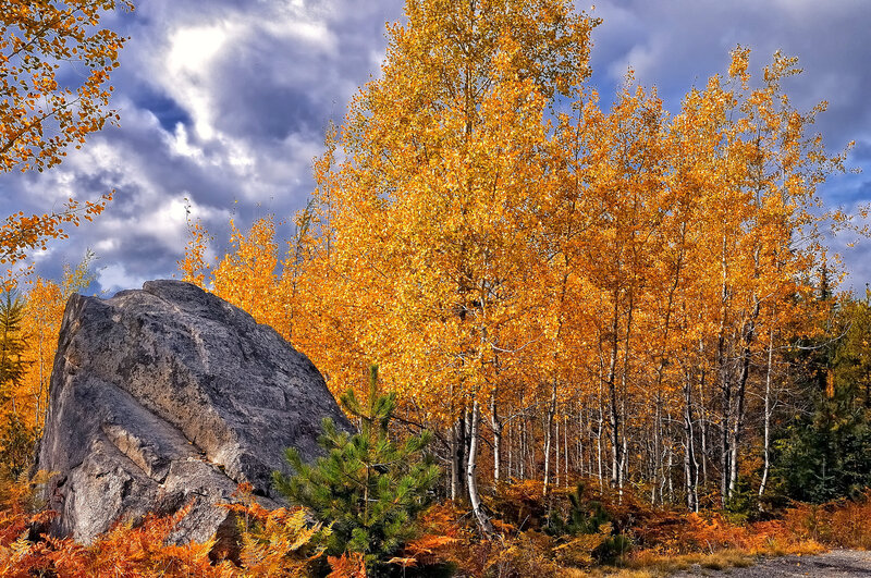 Autumn Trees and Rock